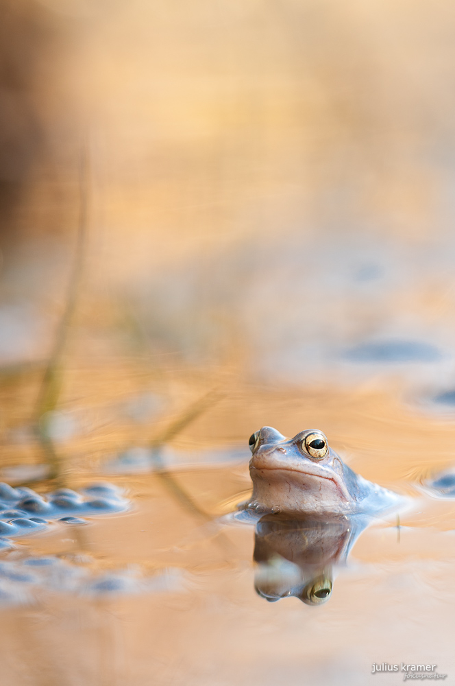 Moorfroschmännchen (Rana arvalis)