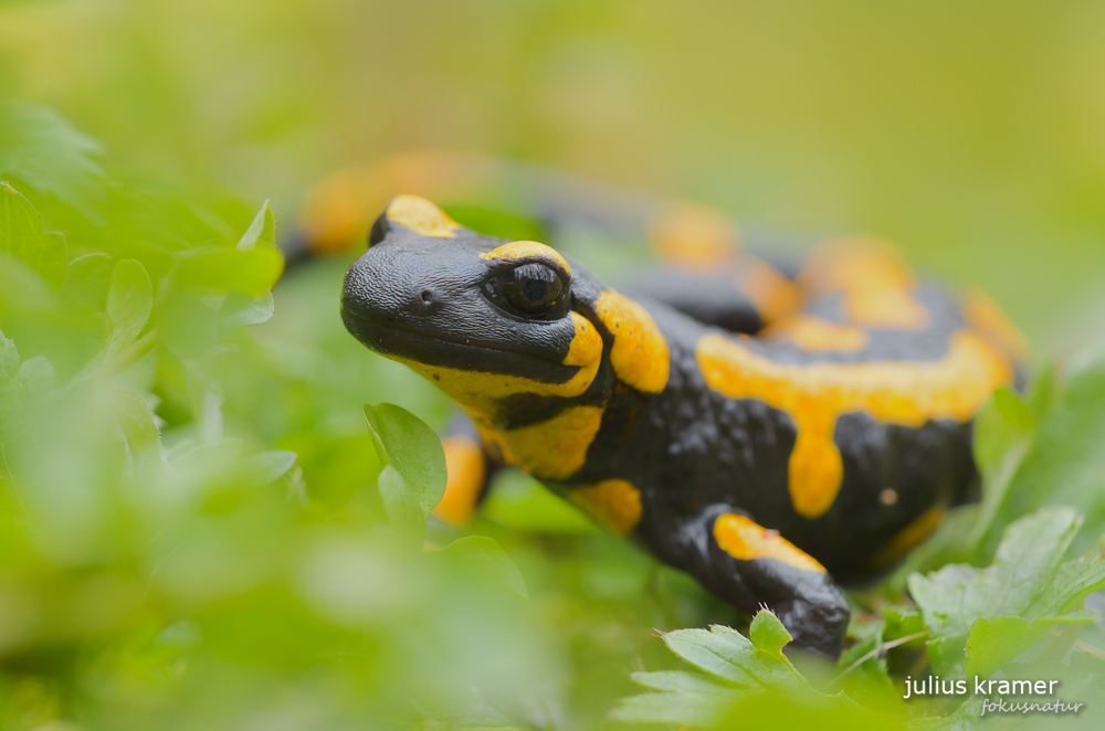 Feuersalamander (Salamandra salamandra)