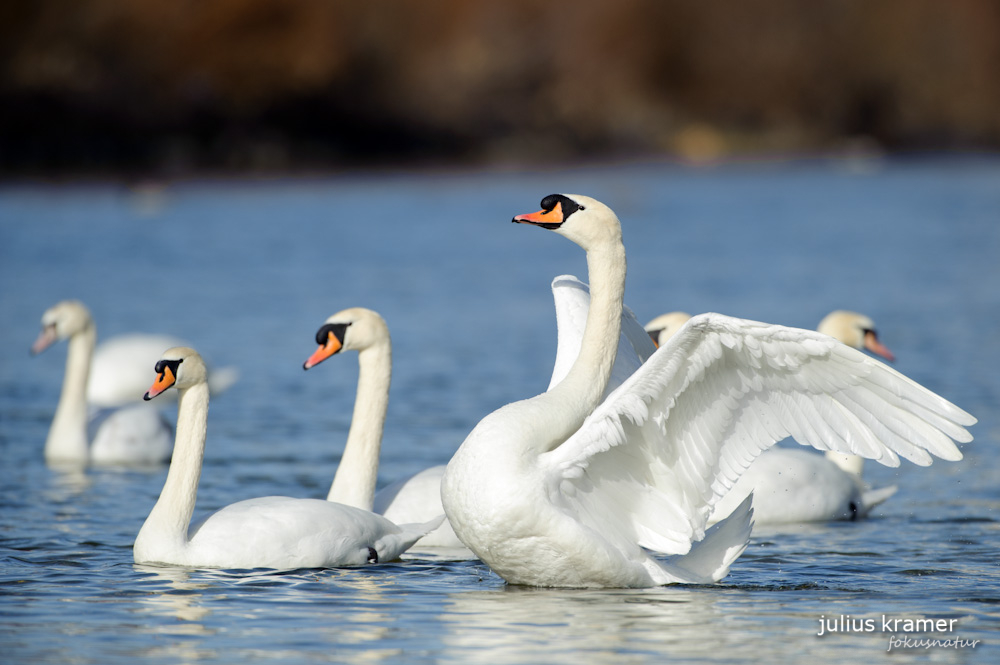 Höckerschwäne (Cygnus olor)