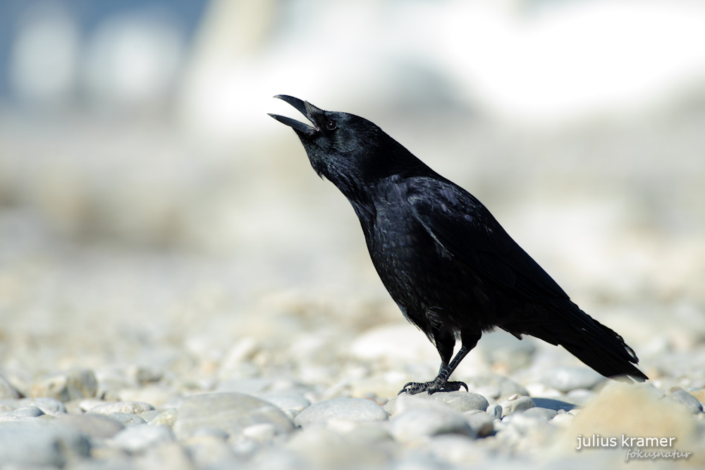 Rabenkrähe (Corvus corone)