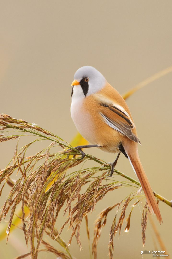 Bartmeise (Panurus biarmicus)