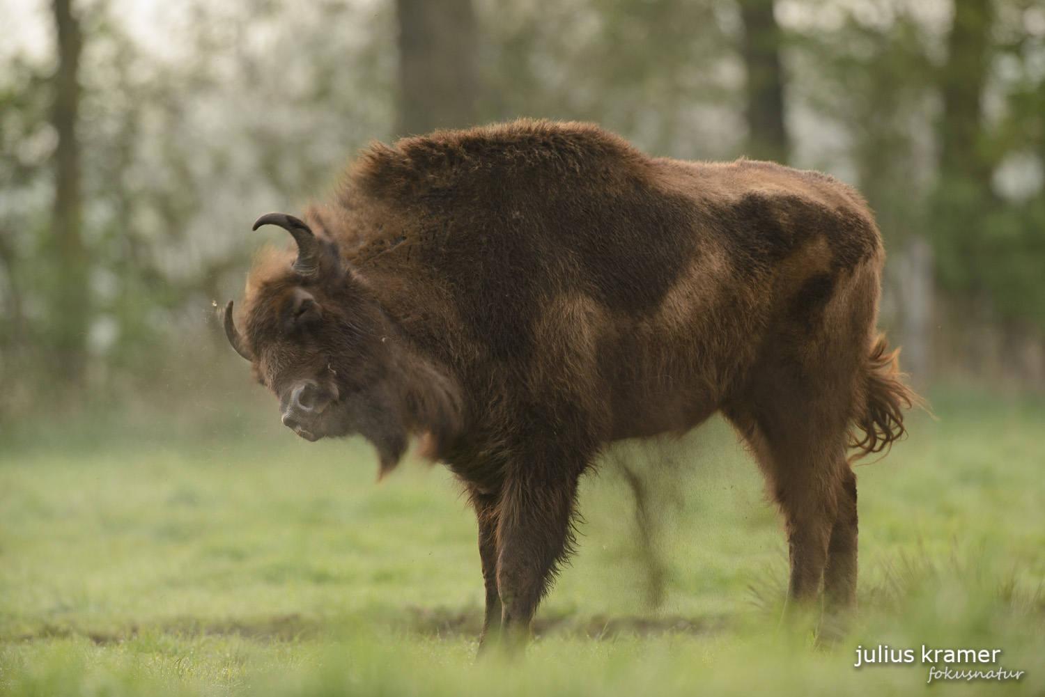 Wisent nach dem Sandbad