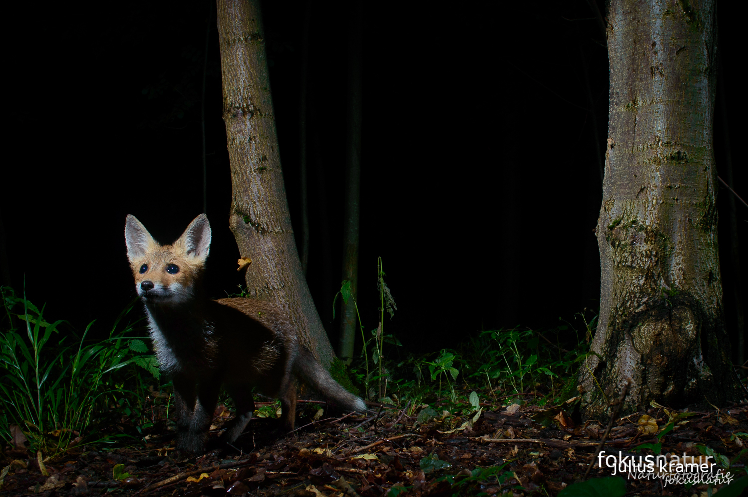 Jungfuchs (Vulpes vulpes)