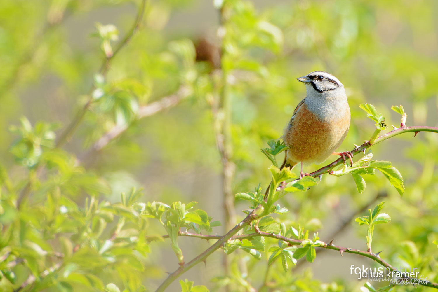 Zippammer (Emberiza cia)