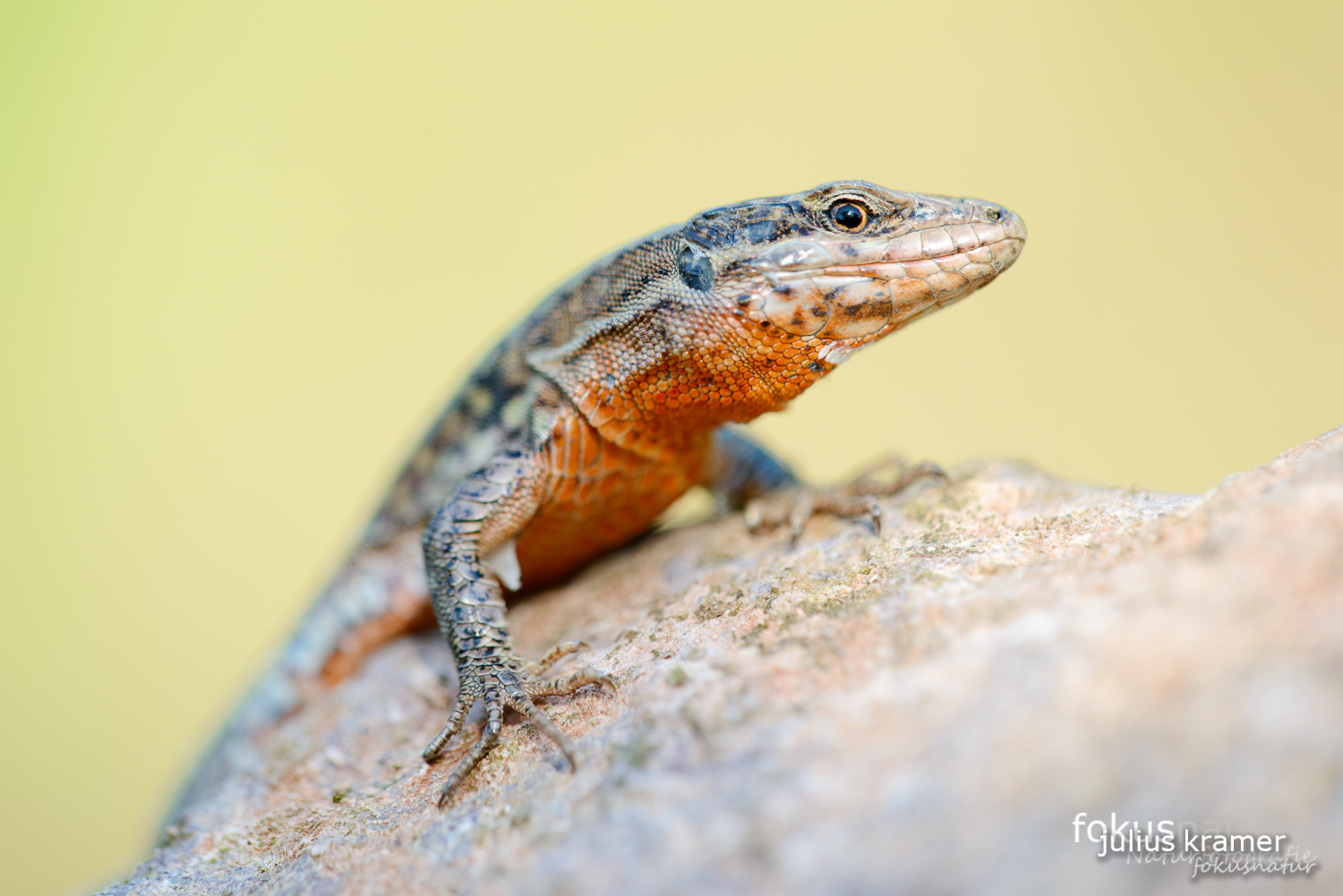 Mauereidechse (Podarcis muralis)