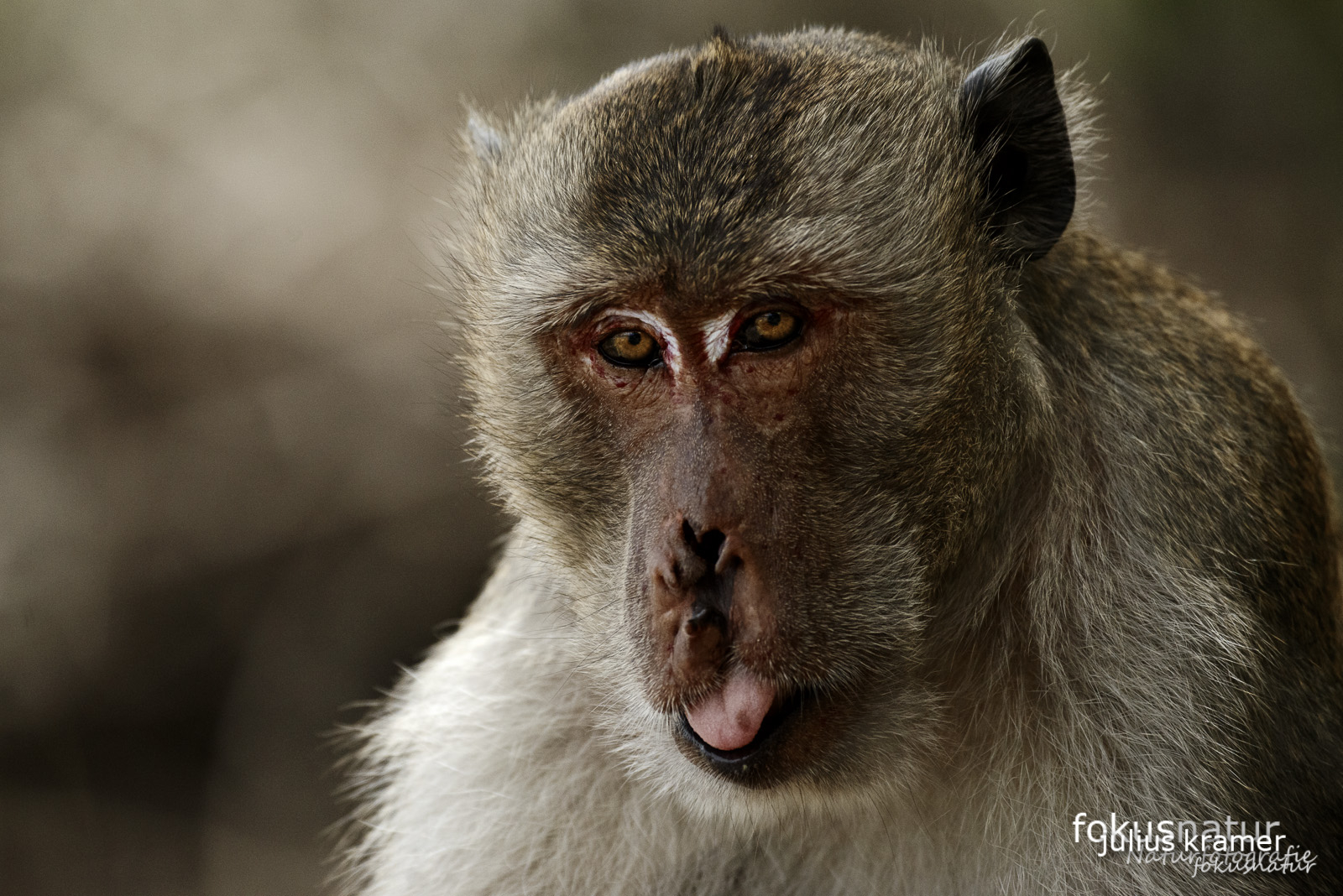 Javaneraffe (Macaca fascicularis)