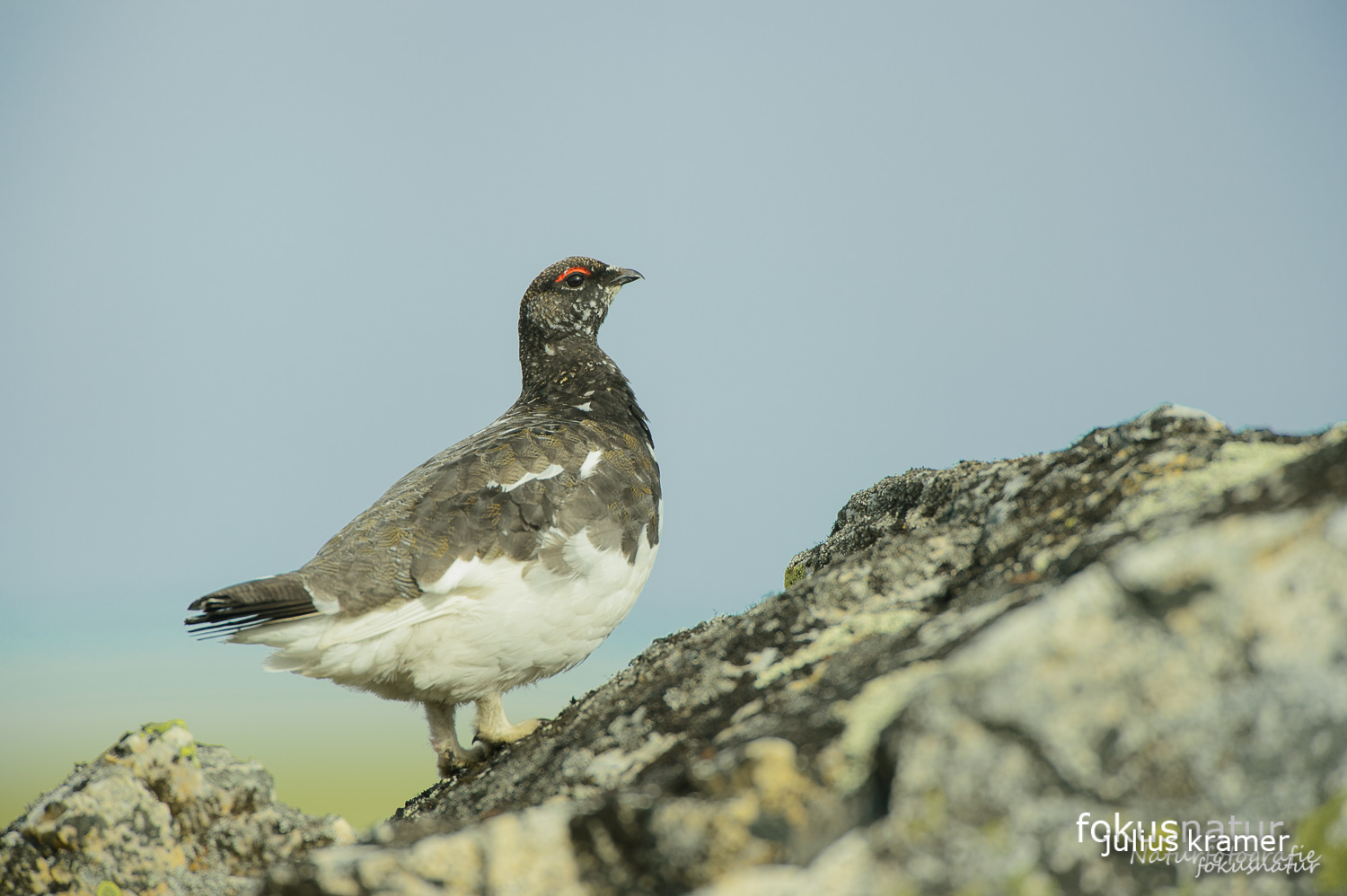 Alpenschneehuhn (Lagopus mutus)