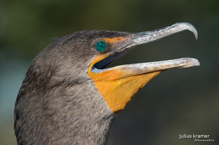 Ohrenscharbe (Phalacrocorax auritus)