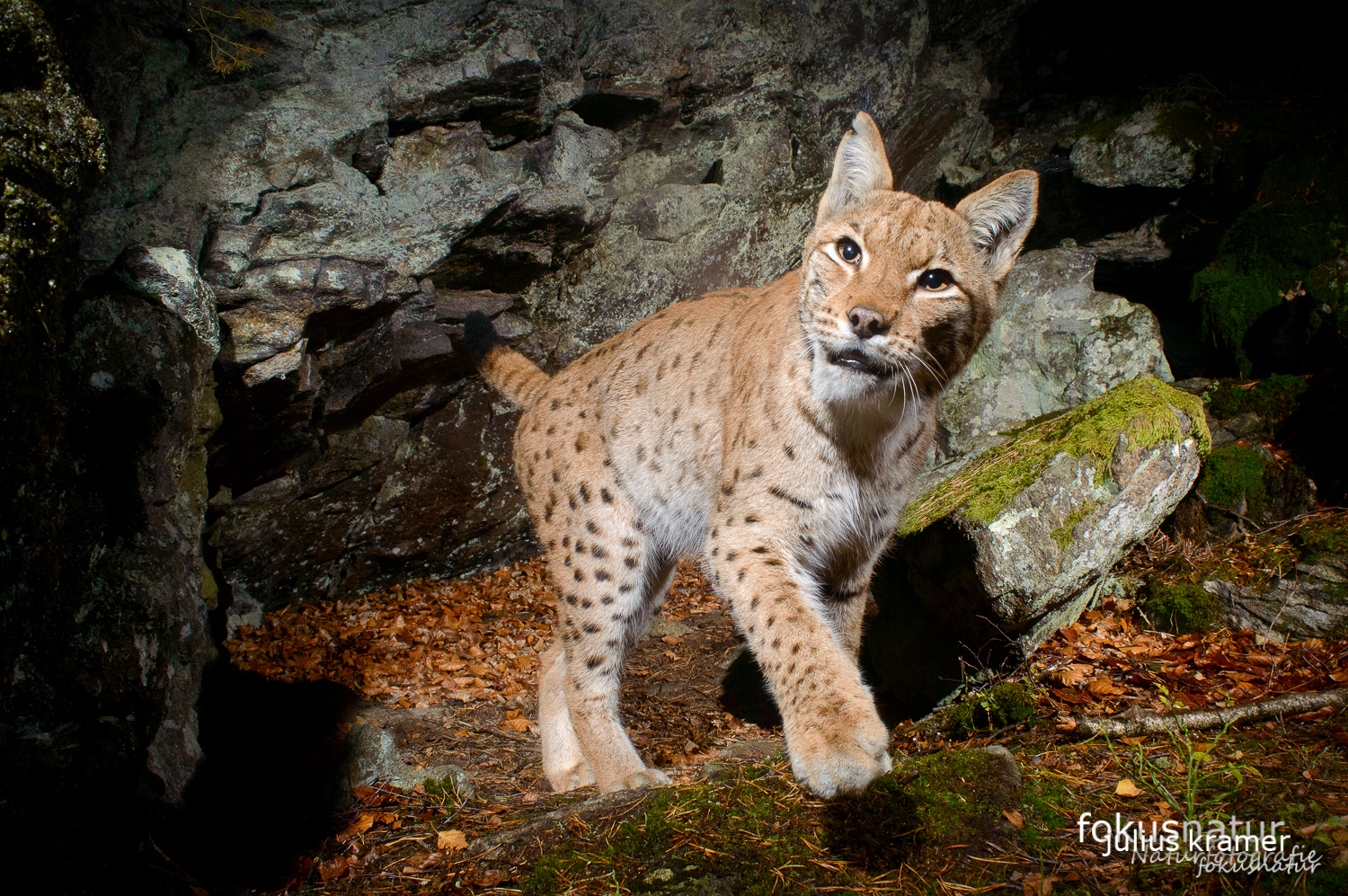 Luchs (Lynx lynx) auf der Kamerafalle