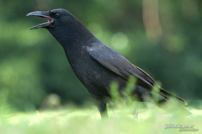 Rabenkrähe (Corvus corone)