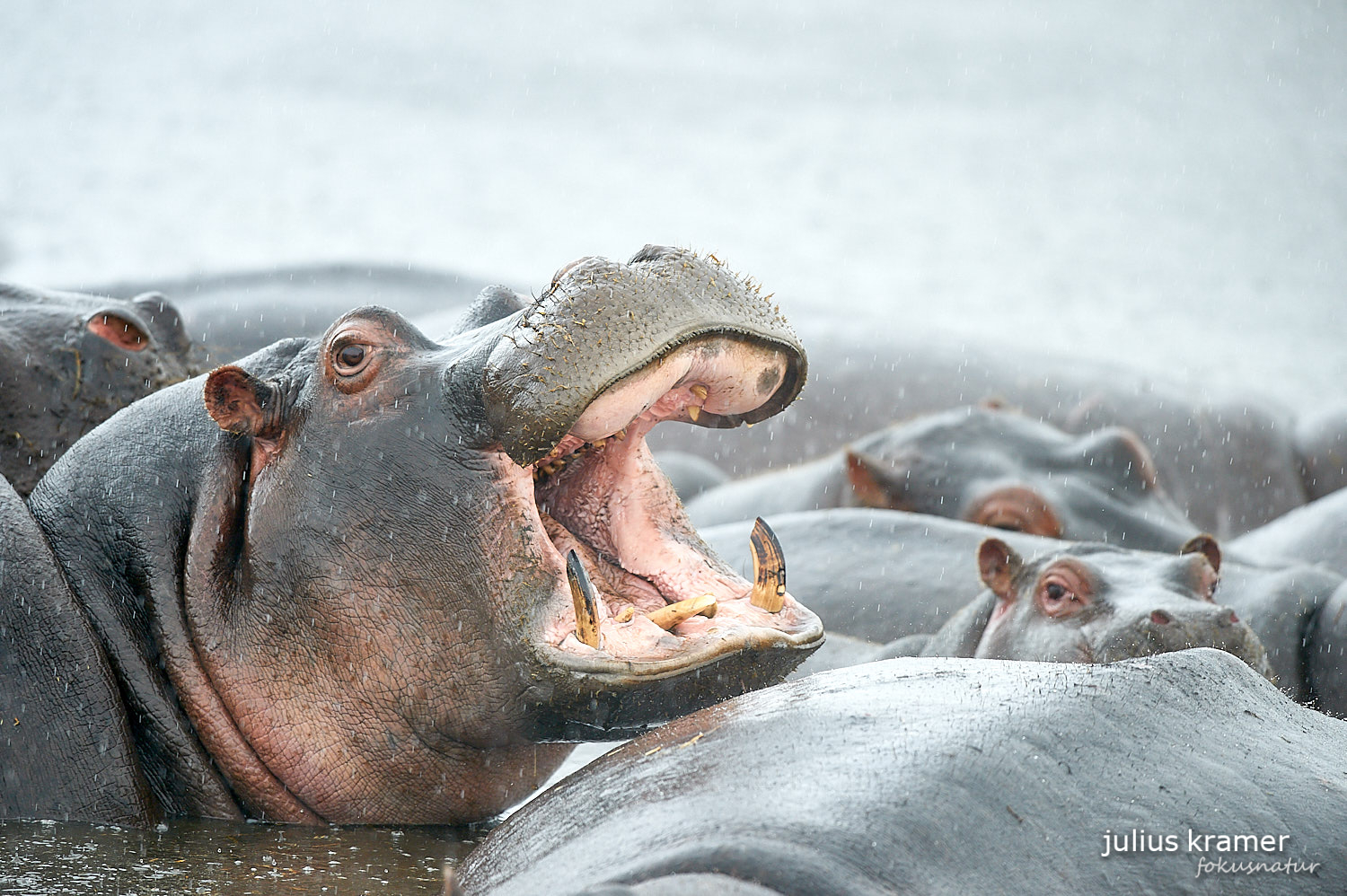 Flusspferde im Ngorongoro Crater