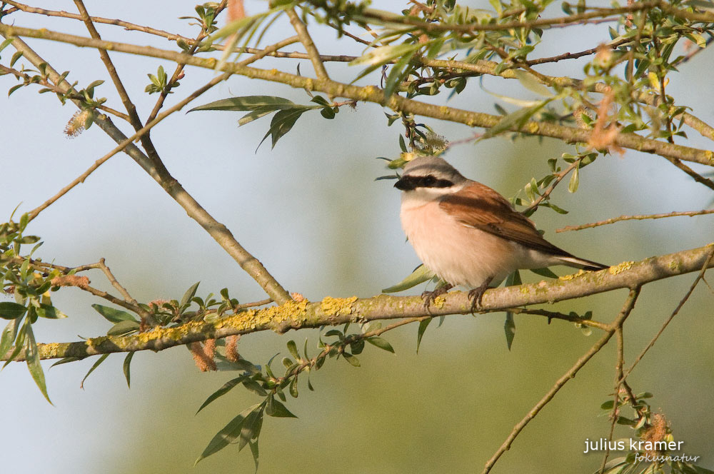 Neuntöter (Lanius collurio)