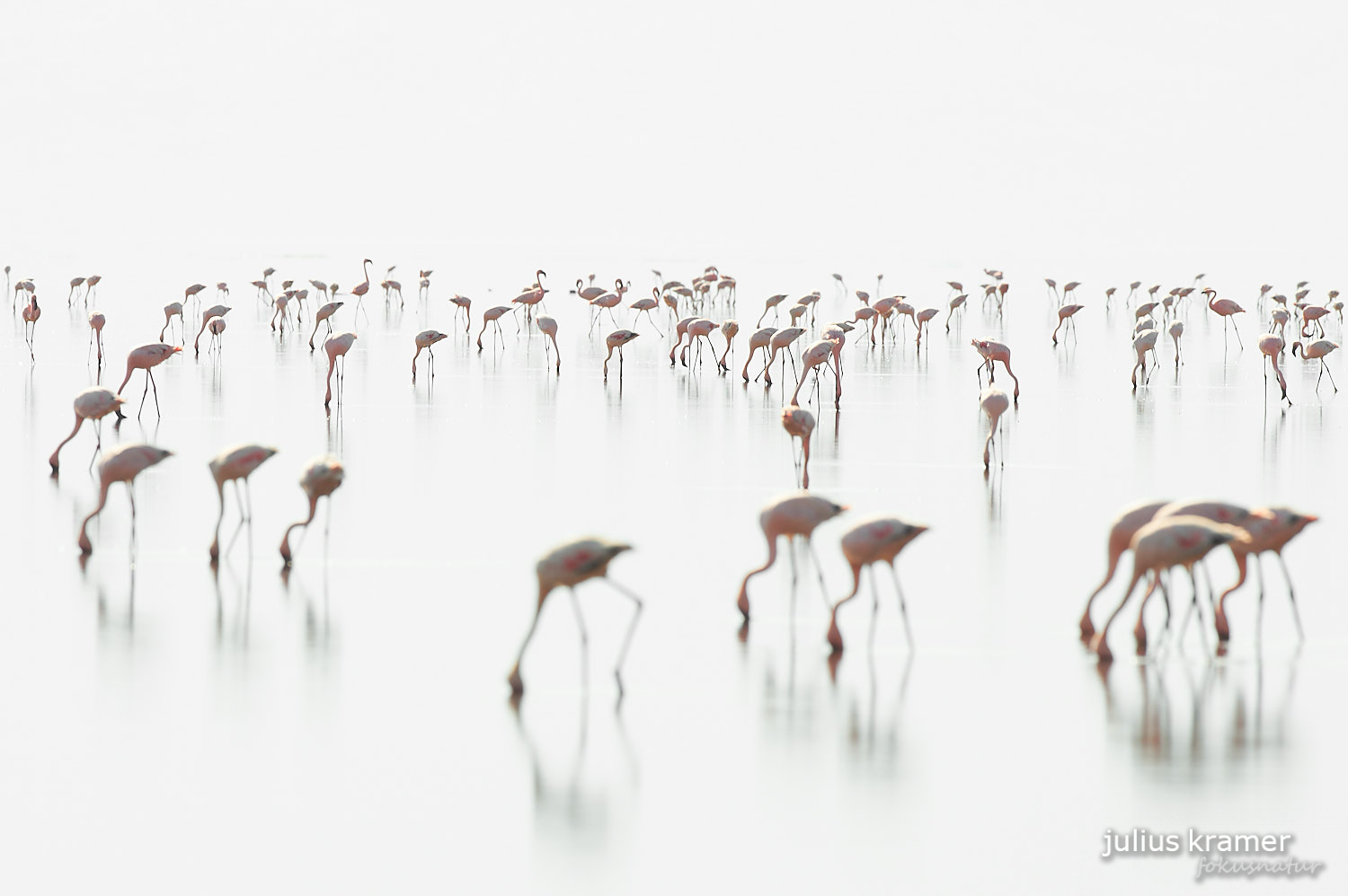 Zwergflamingos am Lake Natron