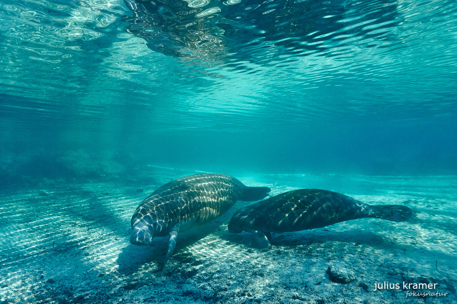 Karibik-Manatis (Trichechus manatus)