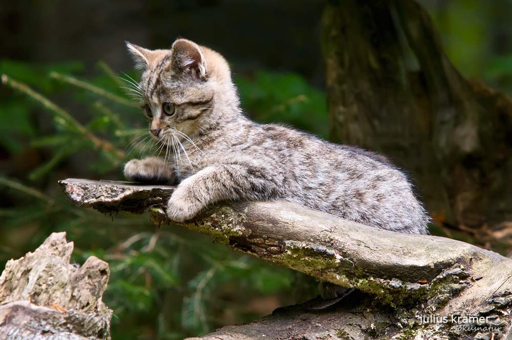 Wildkatze (Felis silvestris)