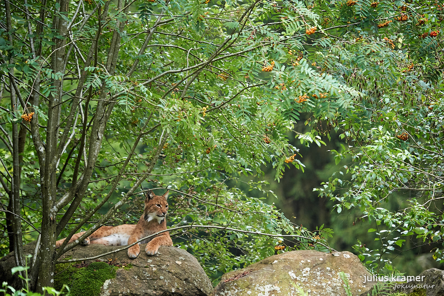 Luchs (Lynx lynx) auf Fels