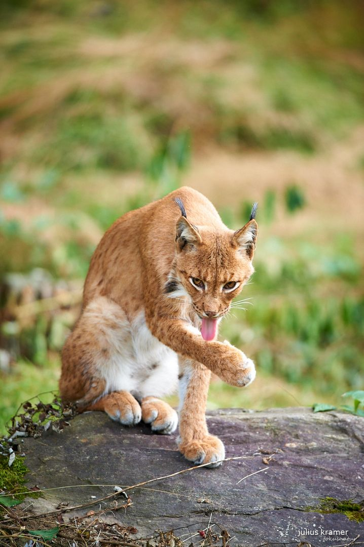 Katzenwäsche beim Luchs