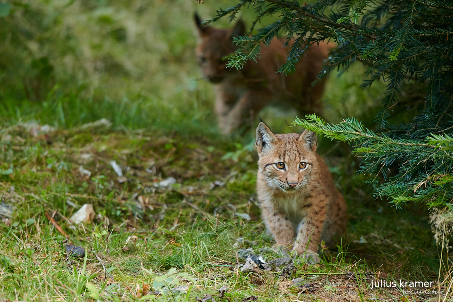 Jungluchse (Lynx lynx)