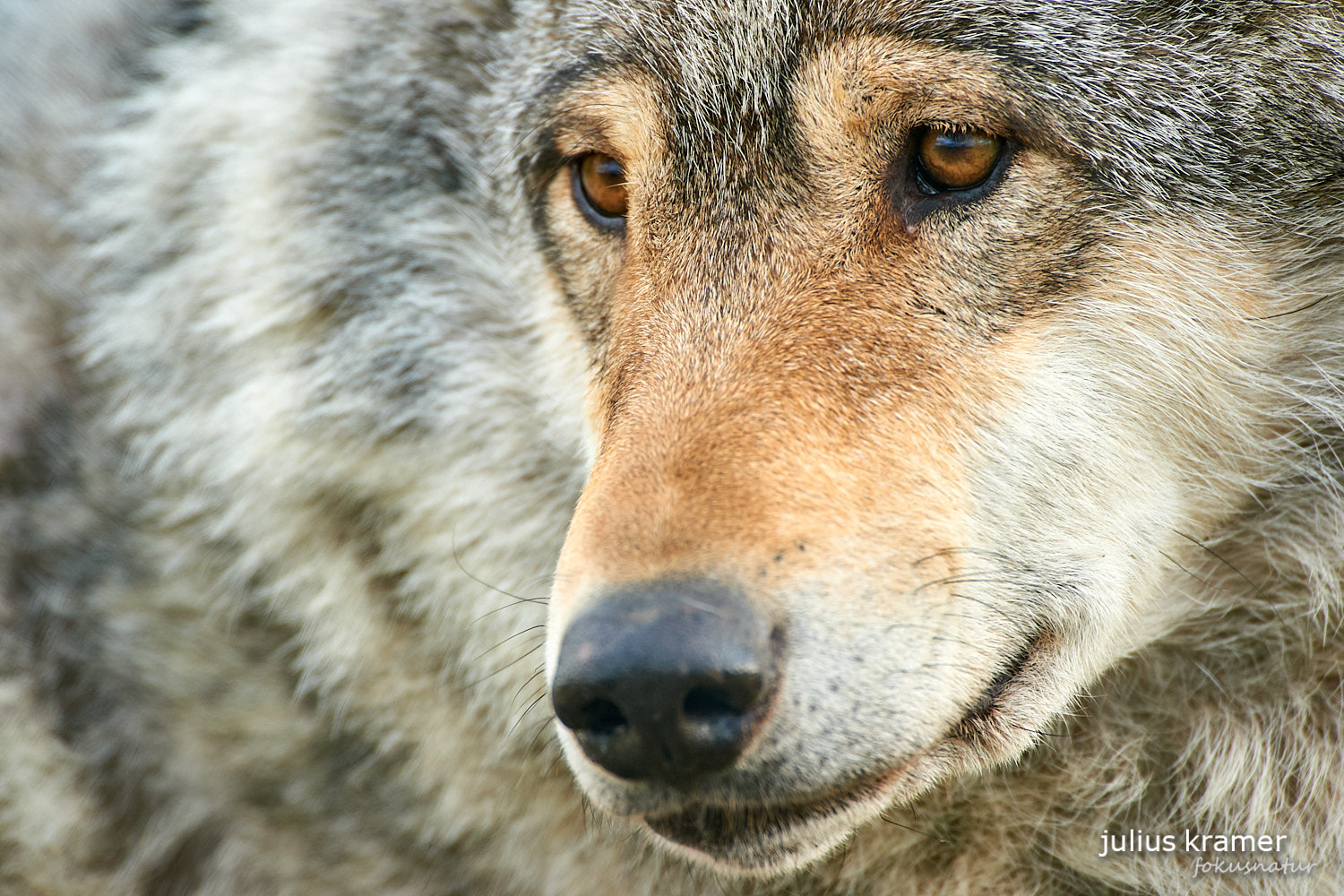 Europäischer Wolf (Canis lupus)