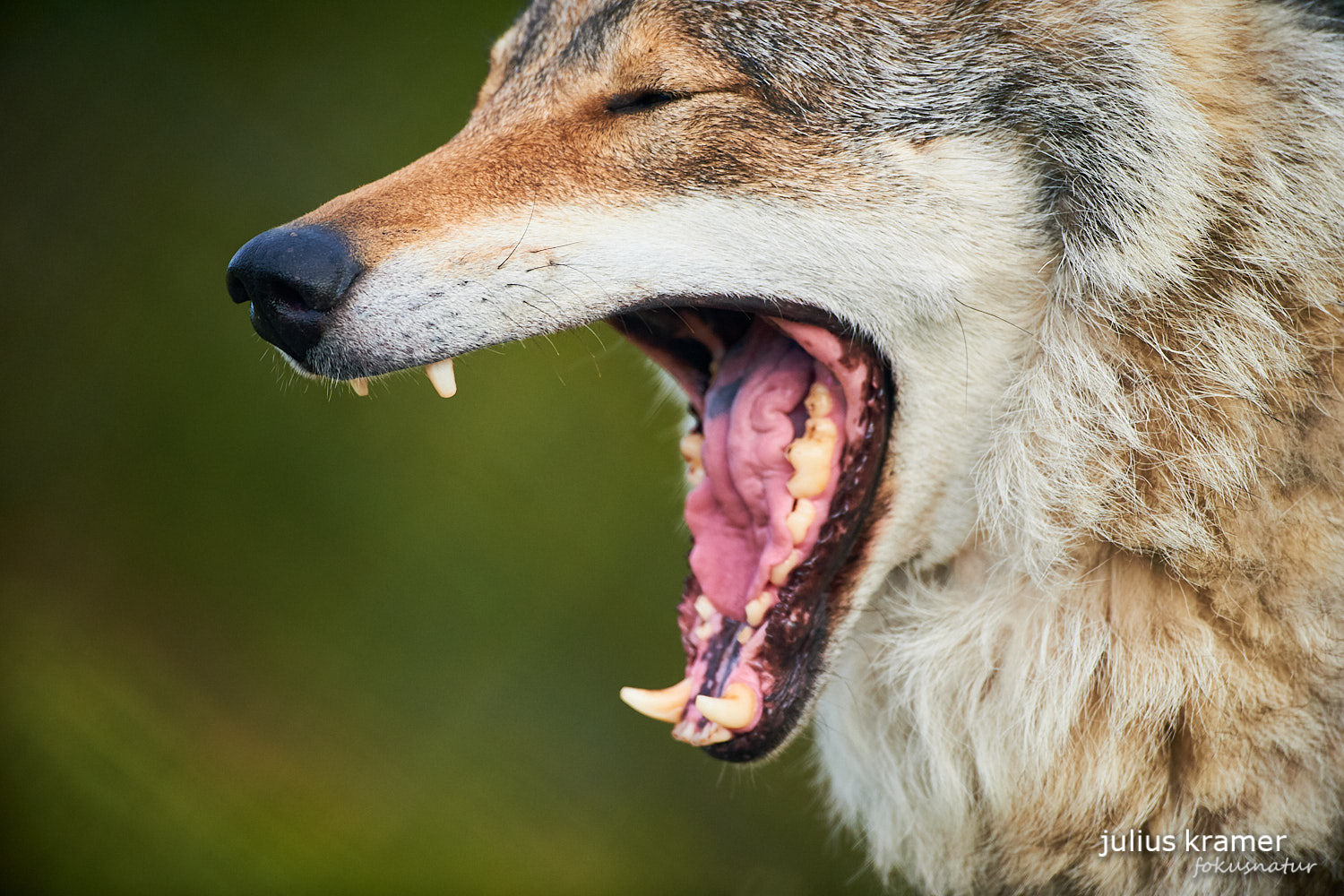 Europäischer Wolf (Canis lupus)