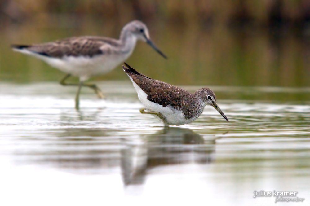 Waldwasserläufer (Tringa ochropus)