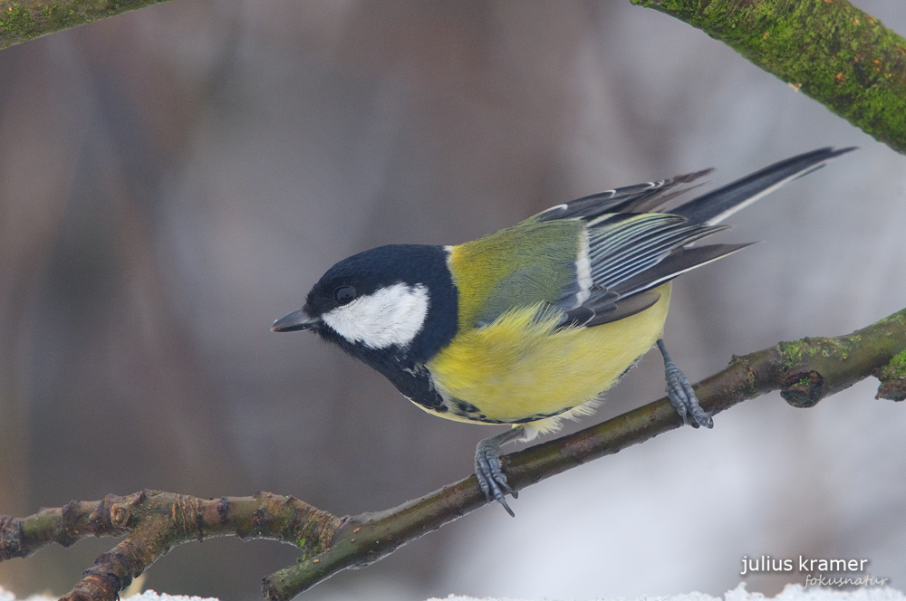 Kohlmeise (Parus ater)