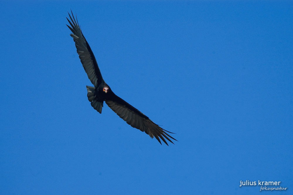 Kleiner Gelbkopfgeier (Cathartes burrovianus)