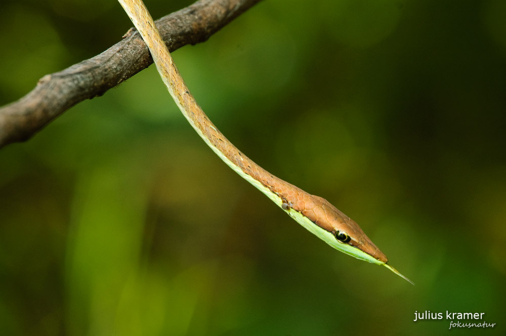 Peitschennatter (Oxybelis aeneus)