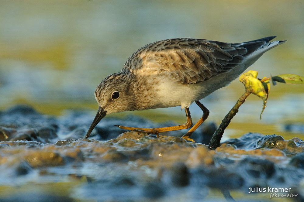 Wiesenstrandläufer (Calidris minutilla)