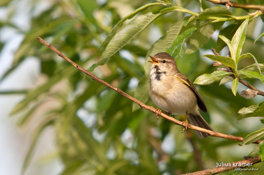 Fitis (Phylloscopus trochilus)