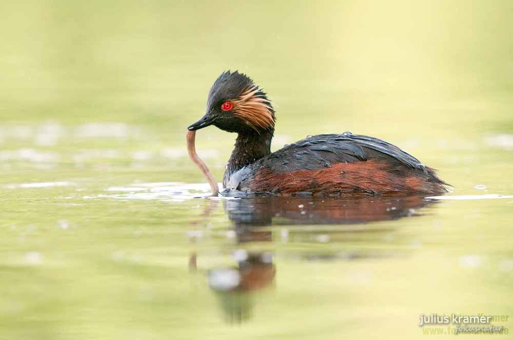 Schwarzhalstaucher (Podiceps nigricollis)