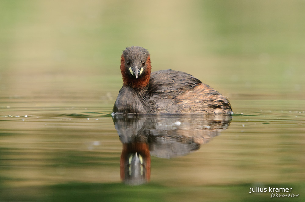 Zwergtaucher (Tachybaptus ruficollis)