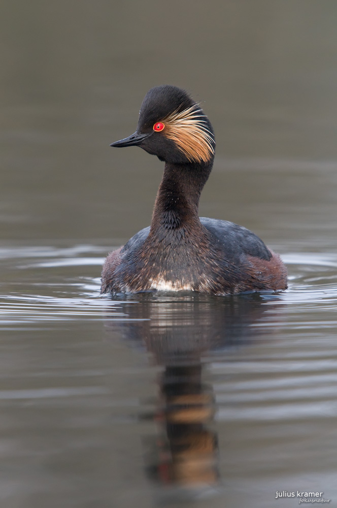 Schwarzhalstaucher (Podiceps nigricollis) frontal