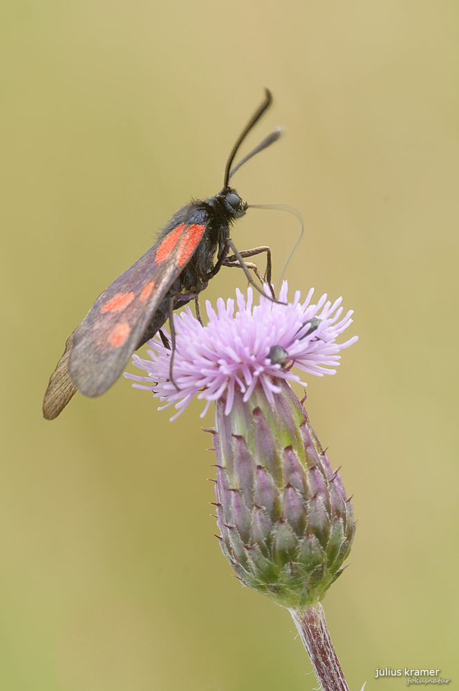 Sechsfleck-Widderchen (Zygaena filipendulae)