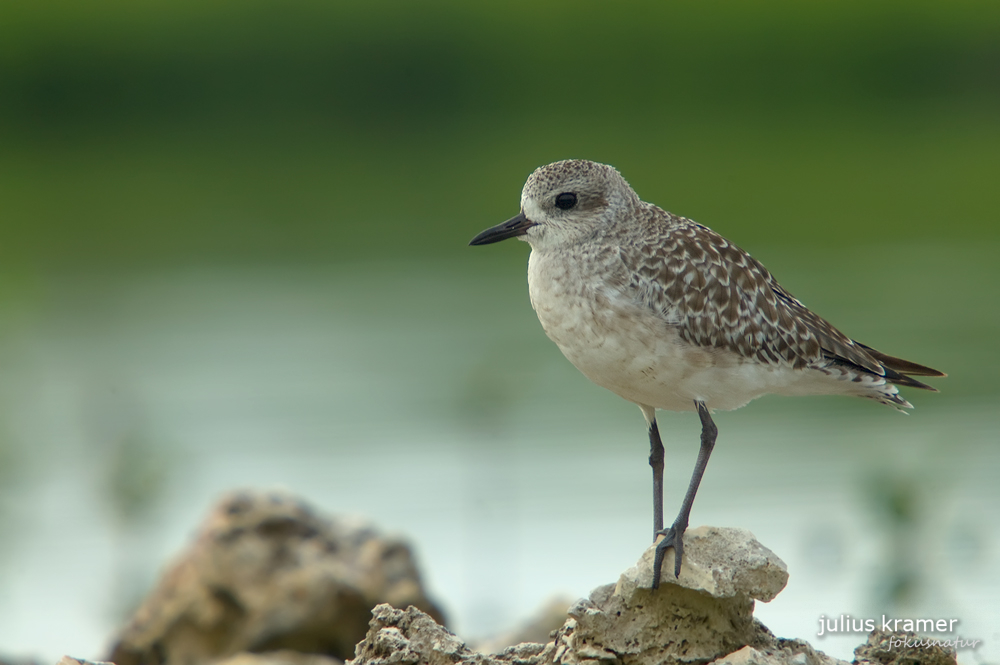 Amerikanischer Kiebitzregenpfeifer (Pluvialis dominica)