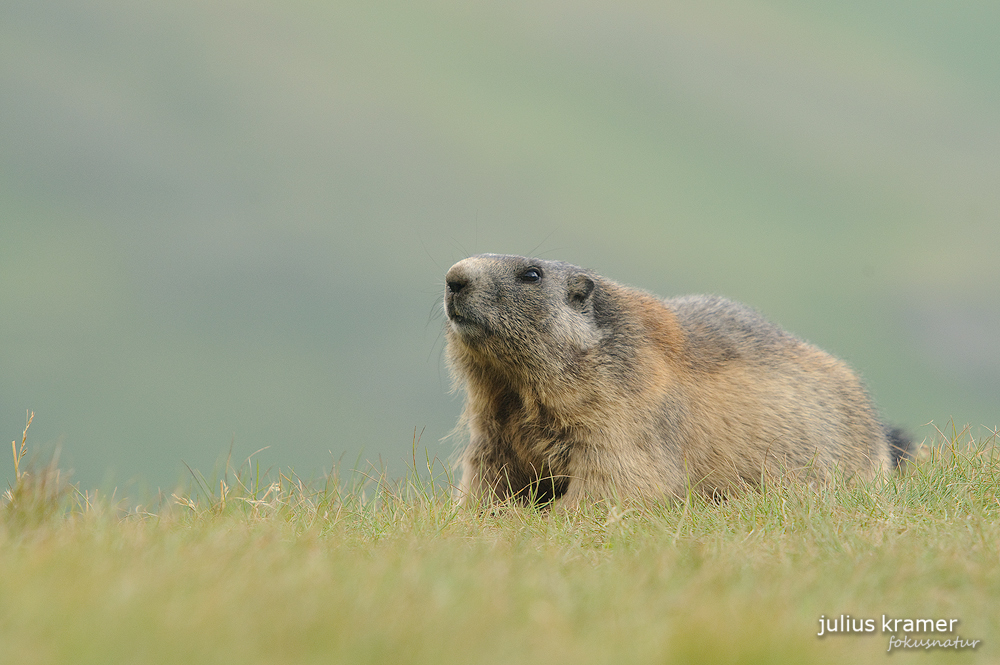 Murmeltier (Marmota marmota)