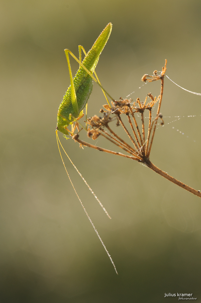 Sichelschrecke (Phanaroptera falcata) im Gegenlicht