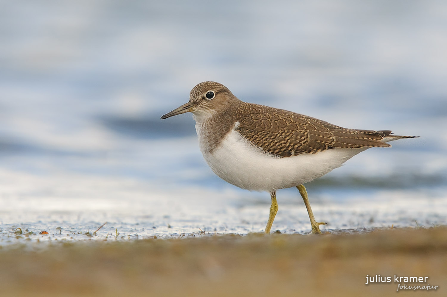 Flussuferläufer (Acitis hypoleucos)