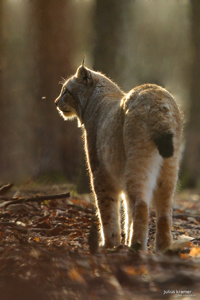 Luchs (Lynx lynx)