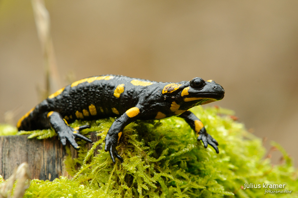 Feuersalamander (Salamandra salamandra)