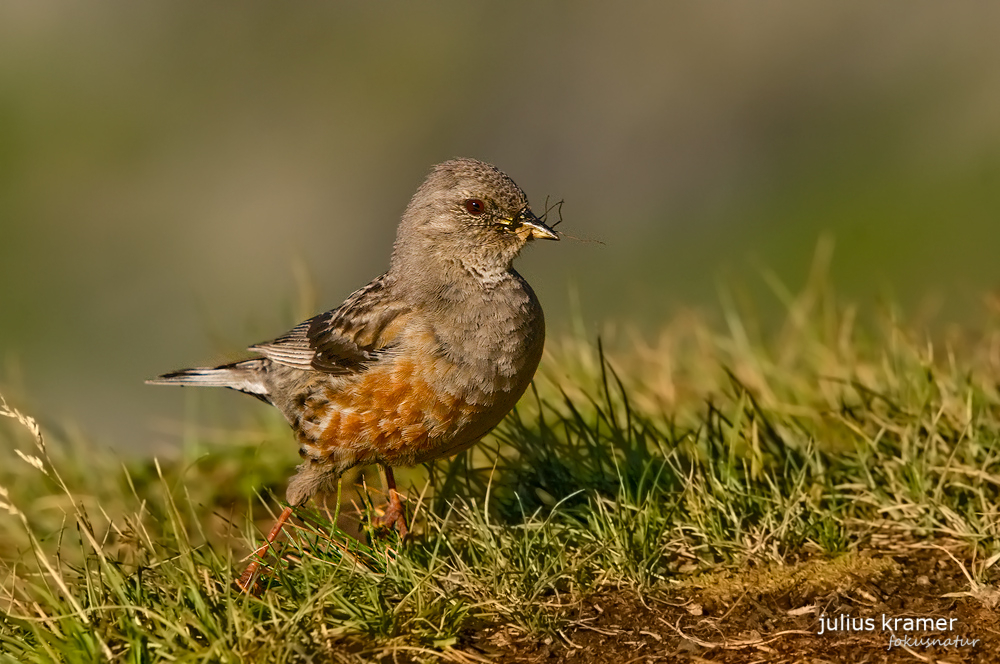 Alpenbraunelle (Prunella collaris)