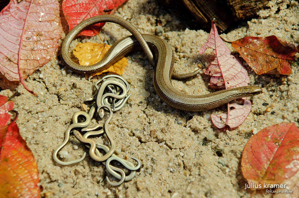 Blindschleiche (Anguis fragilis)