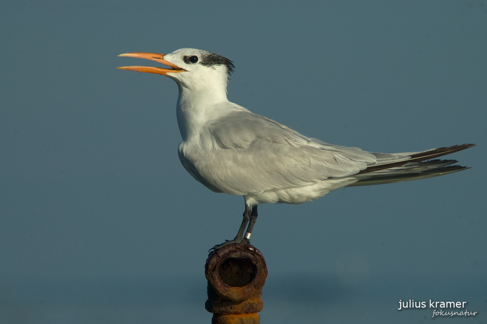 Königsseeschwalbe (Sterna maxima)