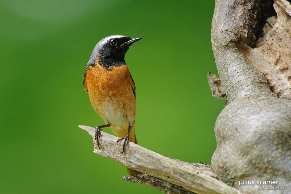 Gartenrotschwanz (Phoenicurus phoenicurus)