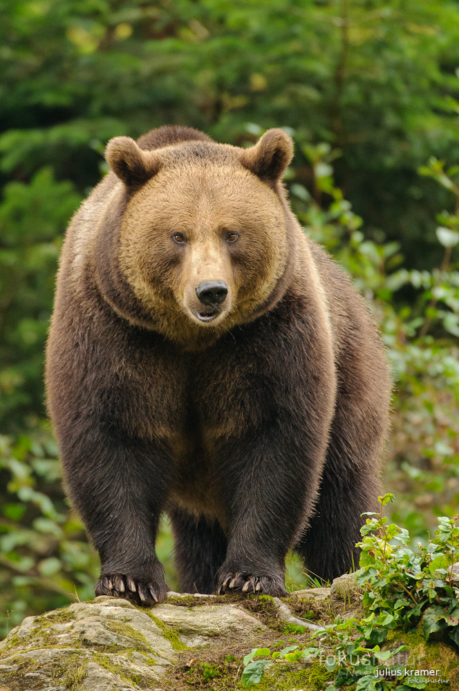 Braunbär (Ursus arctos)