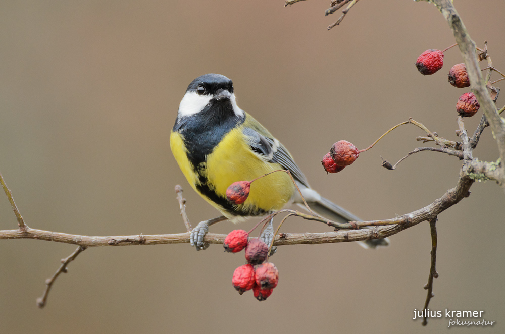 Kohlmeise (Parus ater)