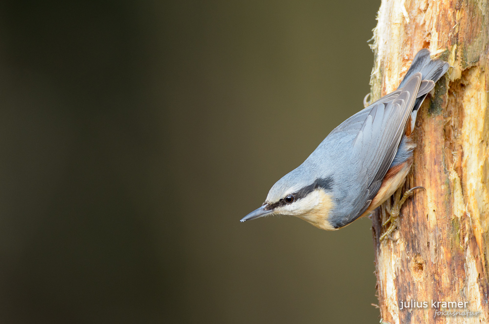 Kleiber (Sitta europaea)