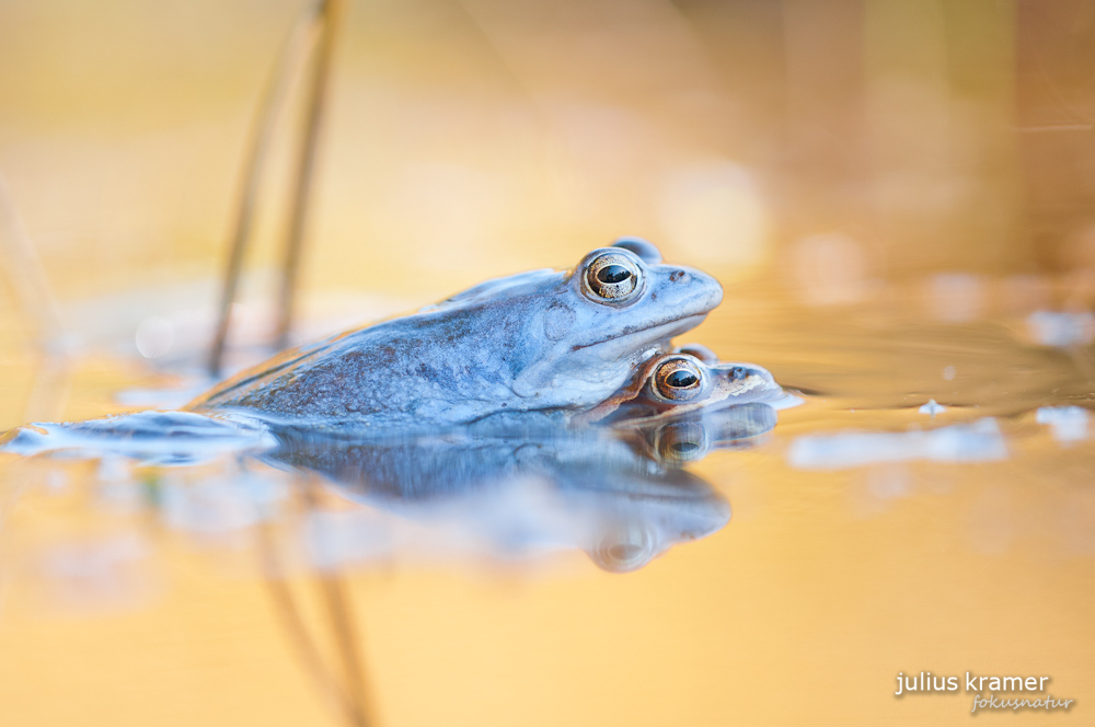 Moorfrösche (Rana arvalis)