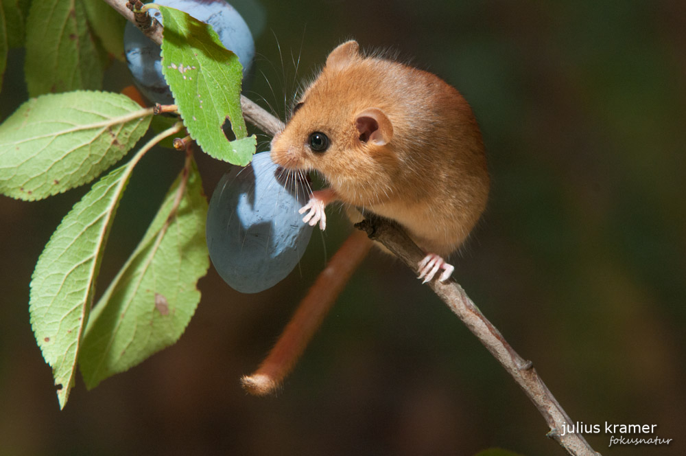 Haselmaus (Muscardinus avellanarius)