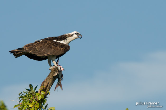 Fischadler (Pandion heliaetus)